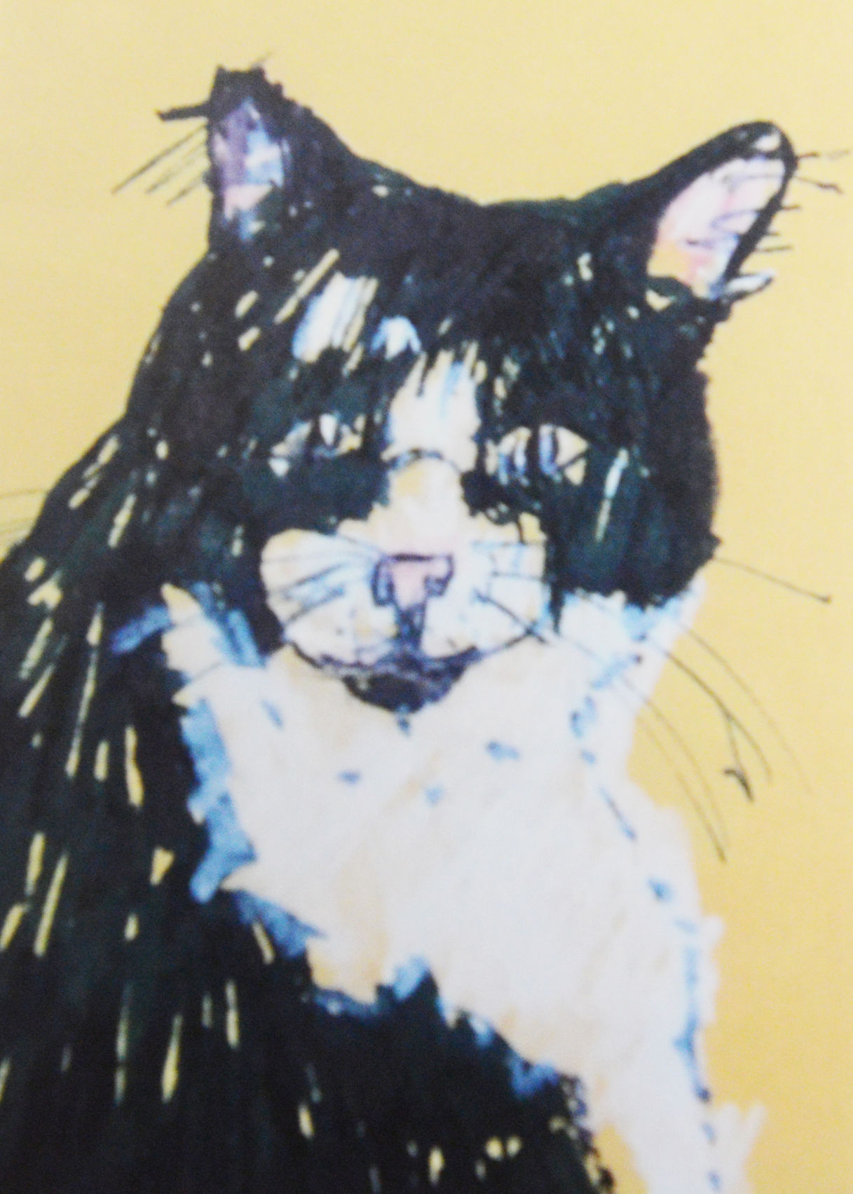 FOCUS: Cat sketch